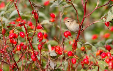 Yabani gül çalılar üzerinde oturan çıvgın kuş. Kırmızı meyveler arka planı