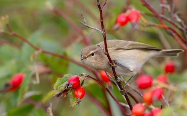 Yabani gül çalılar üzerinde oturan çıvgın kuş. Kırmızı meyveler arka planı