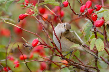 Yabani gül çalılar üzerinde oturan çıvgın kuş. Kırmızı meyveler arka planı