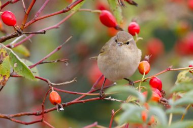 Yabani gül çalılar üzerinde oturan çıvgın kuş. Kırmızı meyveler arka planı