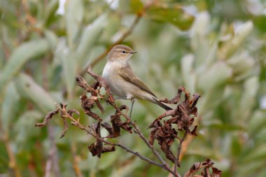 Kuru bir ağaç üzerinde oturan çıvgın kuş