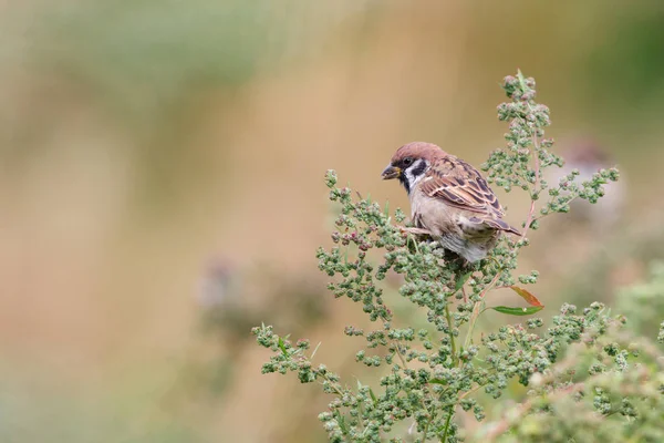 Gorrión de árbol (Passer montanus) sentado en la hierba . — Foto de Stock