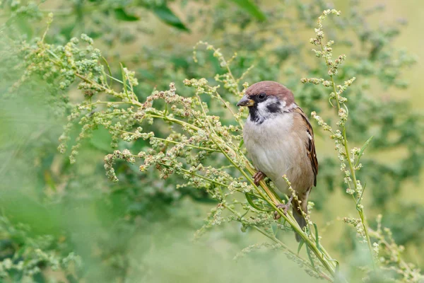 Gorrión de árbol (Passer montanus) sentado en la hierba . — Foto de Stock