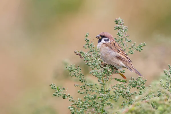 Ağaç çim üzerinde oturan serçesi (Passer montanus). — Stok fotoğraf