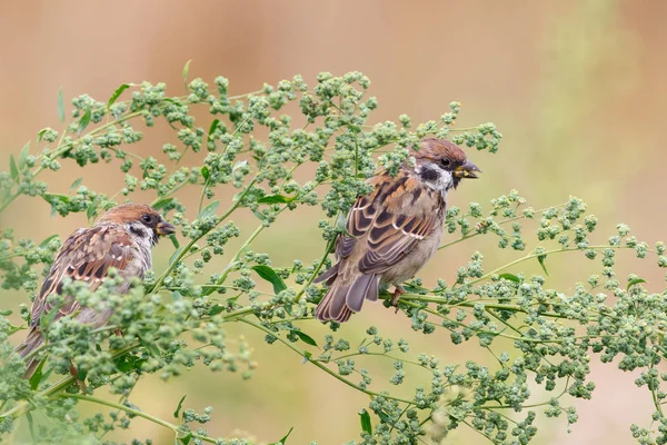 Gorrión de árbol (Passer montanus) sentado en la hierba . — Foto de Stock