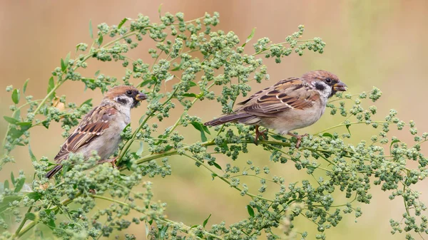 Ağaç çim üzerinde oturan serçesi (Passer montanus). — Stok fotoğraf