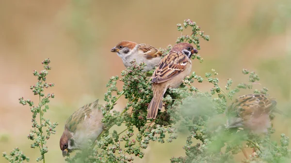 Ağaç çim üzerinde oturan serçesi (Passer montanus). — Stok fotoğraf