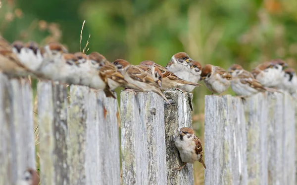 Gruppe von Baumpatzen (Passer montanus) auf dem Zaun sitzend. — Stockfoto