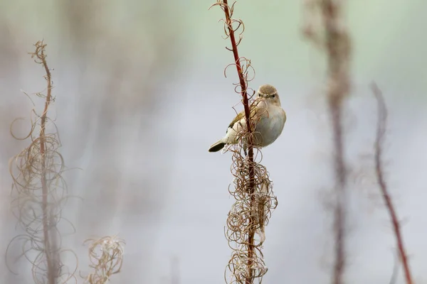 Chiffchaff pájaro sentado en una hierba seca — Foto de Stock