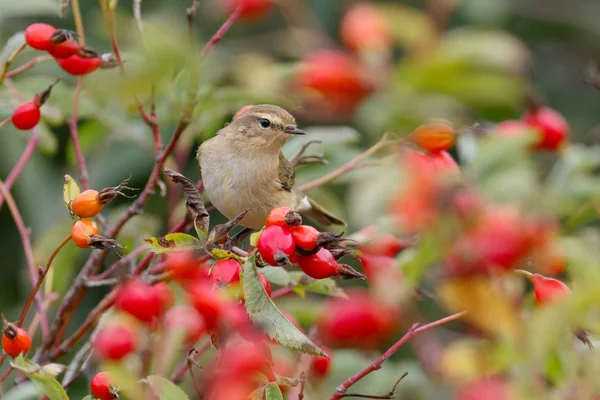 Chiffchaff madár ül a vad rózsabokrok. A háttérben a piros bogyós gyümölcsök — Stock Fotó