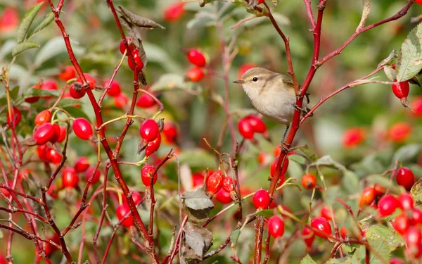 Yabani gül çalılar üzerinde oturan çıvgın kuş. Kırmızı meyveler arka planı