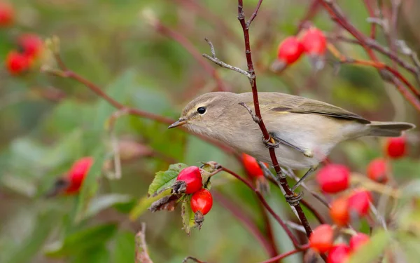 Gransångaren fågel sitter på vilda rosenbuskar. Mot bakgrund av röda bär — Stockfoto