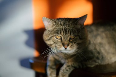  Europeeun gözlü yerli kedi 