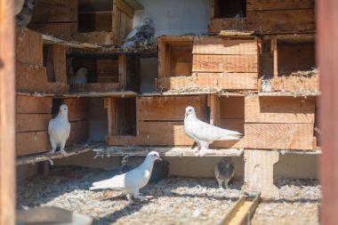 Kuşlar, dovecote güvercinler. Güvercinler posta veya haber getirmek için hazır.