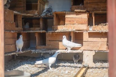 Kuşlar, dovecote güvercinler. Güvercinler posta veya haber getirmek için hazır.
