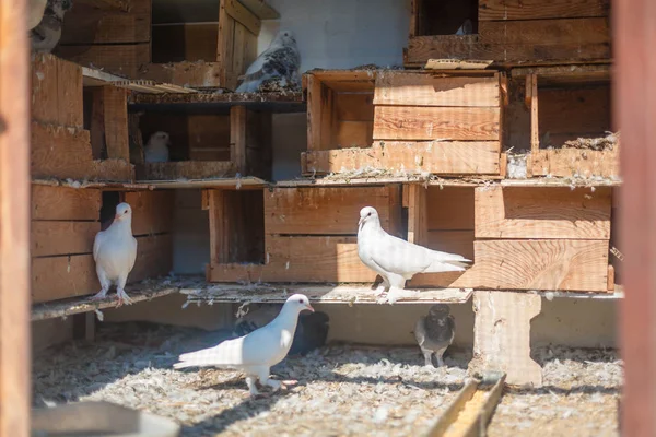 Oiseaux, colombes dans le pigeonnier. Les pigeons sont prêts à apporter le courrier ou les nouvelles . — Photo