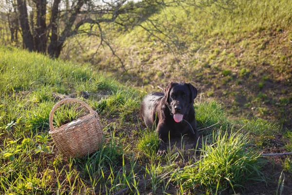 closeup of a black Labrador Retriever sat in the green grass, tired and out of breath, with his tongue hanging out near the picnic basket