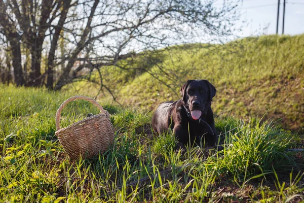 closeup of a black Labrador Retriever sat in the green grass, tired and out of breath, with his tongue hanging out near the picnic basket