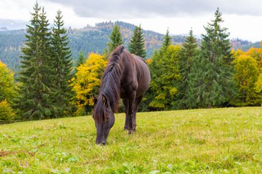 güzel at bir dağ çayır otlatma