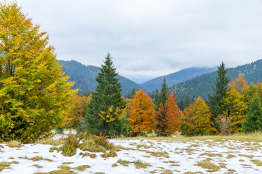 güzel sonbahar, karla kaplı tepeler ve sarı renkli dağ manzarası