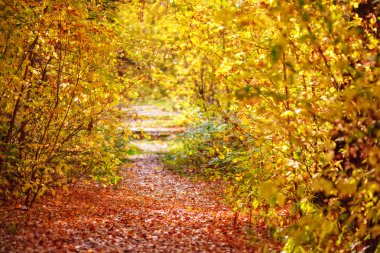 Yolu ile renkli sonbahar ormana düşen yapraklar