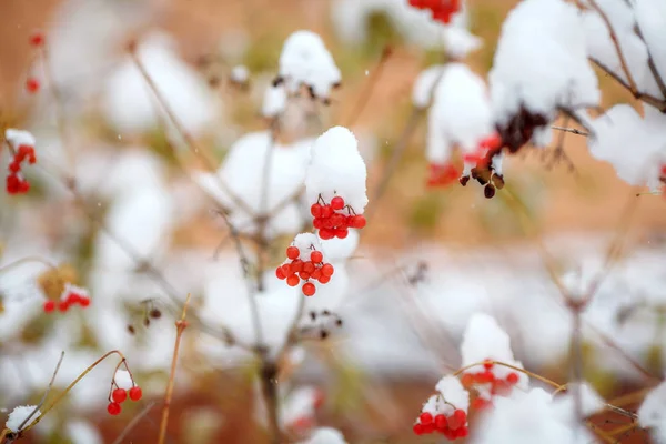 Bayas Rojas Cubiertas Nieve Fresca Esponjosa Árbol Otoño Concepto Invierno —  Fotos de Stock