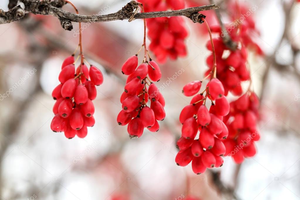 Ripe red barberry berries, Berberis vulgaris, branch, autumn, snow background