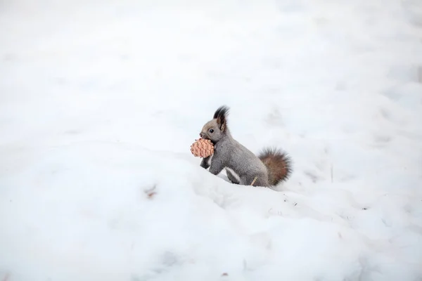 Squirrel with cedar cone on snow. Winter park or forest — Stock Photo, Image