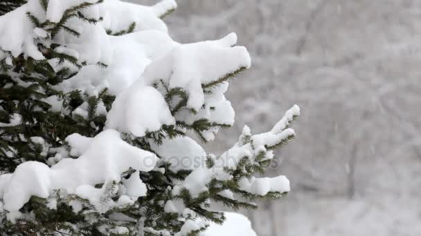 Fiocchi di neve che cadono, nevicate. Paesaggio invernale panoramico. Alberi e neve — Video Stock