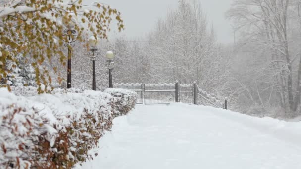 Płatki śniegu spadające, opady śniegu. Krajobraz Scenic zima. Drzewa i śnieg — Wideo stockowe