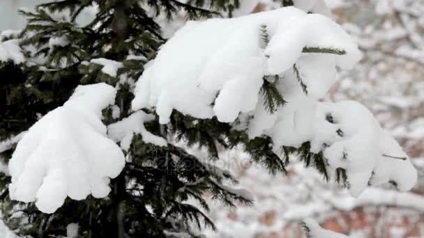Fiocchi di neve che cadono, nevicate. Paesaggio invernale panoramico. Alberi e neve — Video Stock