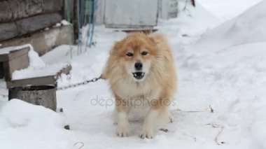Havlayan köpek kış bahçesinde karda zincirleme