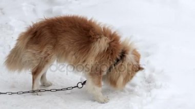 Bekçi köpeği zinciri üzerinde kemik kış bahçesinde gömer.