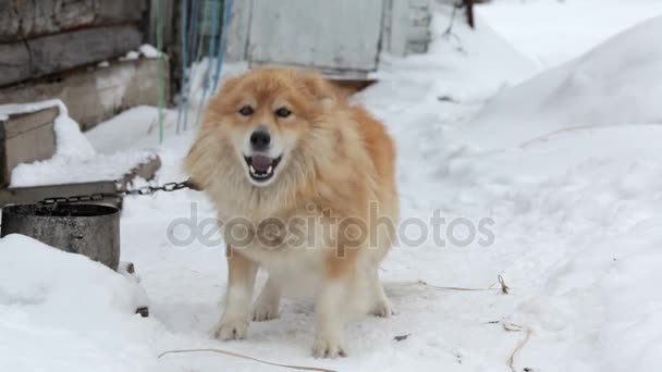 Bellender angeketteter Hund im Wintergarten im Schnee — Stockvideo