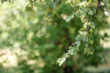 Yeşil arka plan bulanık, seçici odak huş ağacı dalı