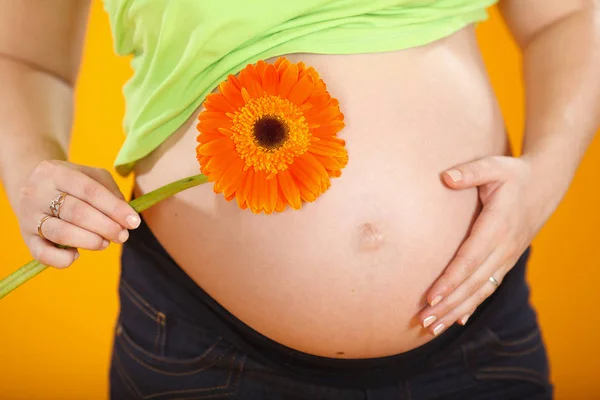 孕妇控股扶郎花附近的腹部。怀孕的概念 — 图库照片