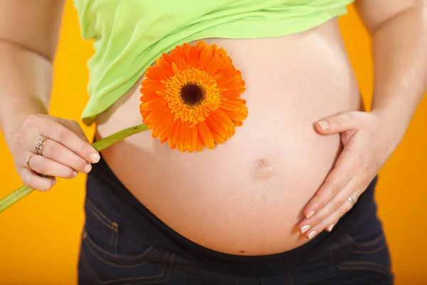 妊婦腹に近いガーベラの花を保持します。妊娠の概念 ストック写真