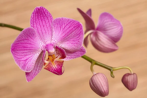 Blühende lila Orchidee auf hölzernem Hintergrund — Stockfoto