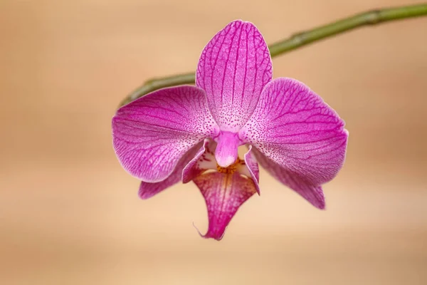 Blühende lila Orchidee auf hölzernem Hintergrund — Stockfoto