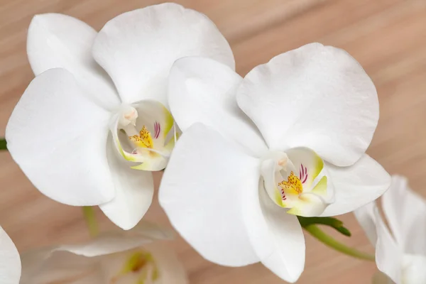 Blühende weiße Orchidee auf hölzernem Hintergrund — Stockfoto