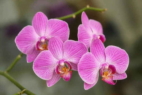 Blühende lila Orchidee auf grünem Hintergrund — Stockfoto