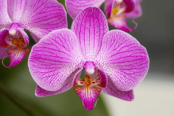 Blühende lila Orchidee auf grünem Hintergrund — Stockfoto