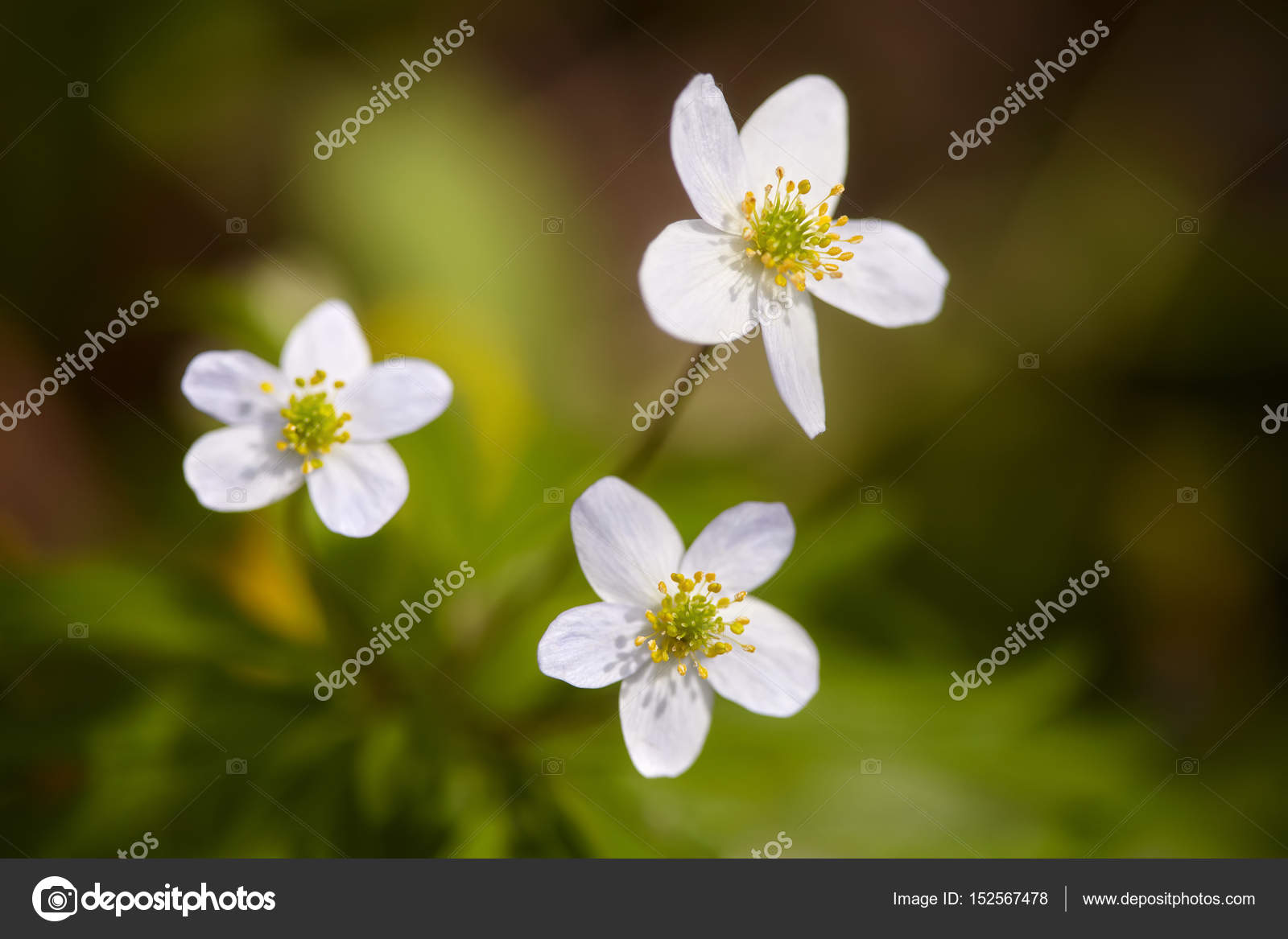 små vita blommor små vita blommor