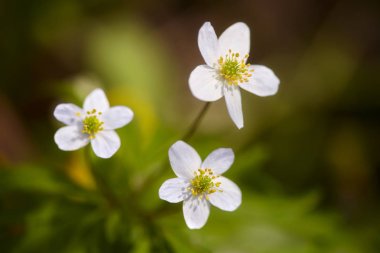 Arka plan üç küçük beyaz çiçek yeşil çimen
