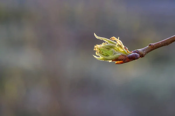 Green plant buds on tree branch in spring