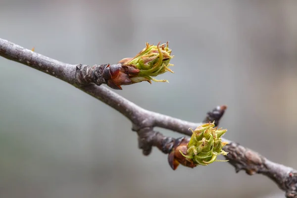 Bourgeons végétaux verts sur la branche de l'arbre au printemps — Photo