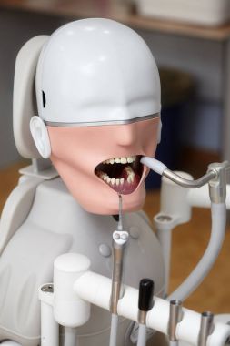Mannequin or dummy for dentist students training in dental faculties clipart