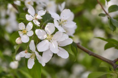 Arka plan çiçek açan beyaz çiçekli bahar elma ağacının dalını