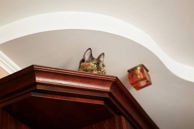 Kedi dolap üzerinde yalan ve izlerken