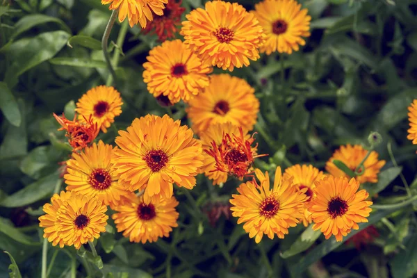 Sommer Hintergrund mit wachsenden Blumen Calendula, Ringelblume — Stockfoto